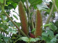 Albums/20060200-New Zealand 2006/20060202-Christchurch - Mona Vale/12